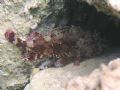 Scorpaena maderensis